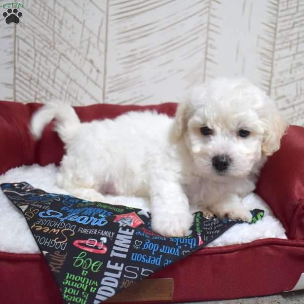 Moose, Bichon Frise Puppy